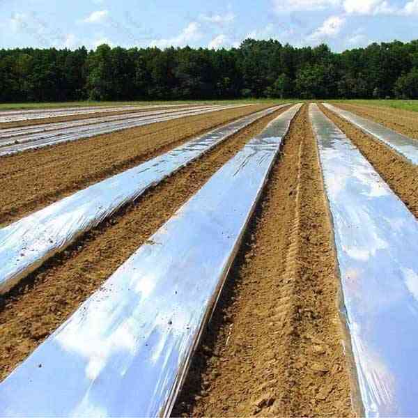 نایلون کشت صیفی جات، نایلون صیفی جات، نایلون کشاورزی