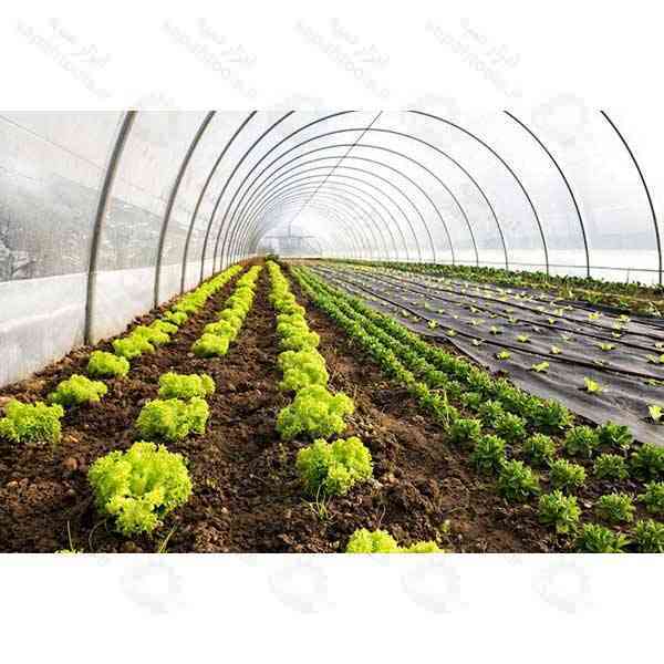 نایلون گلخانه ای 1.5 درصد UV، نایلون عریض گلخانه ای، نایلون شفاف گلخانه ای
