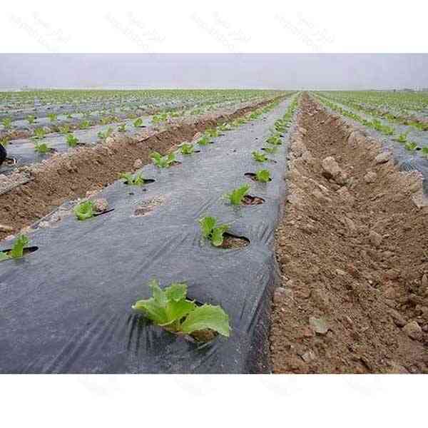 نایلون کشت صیفی جات، نایلون صیفی جات، نایلون کشاورزی